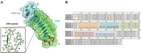 Structure And Sequence Of Repebody A Structural Information Of