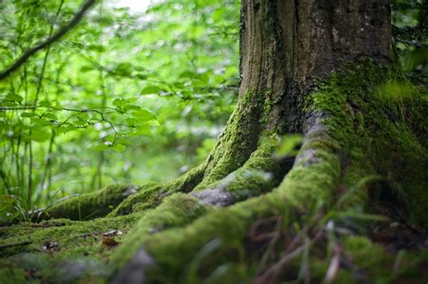 Fotografieren Im Wald Foto Erhardt