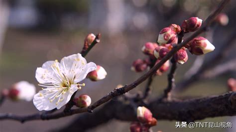 腊梅花的寓意是什么（详解腊梅的寓意和象征） 花儿网