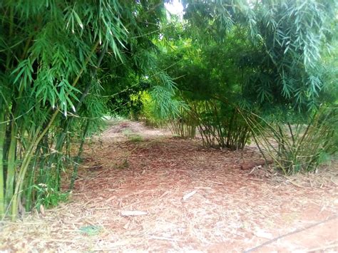 Bamboo Plantation Apc Dec Africa Plantation Capital Flickr