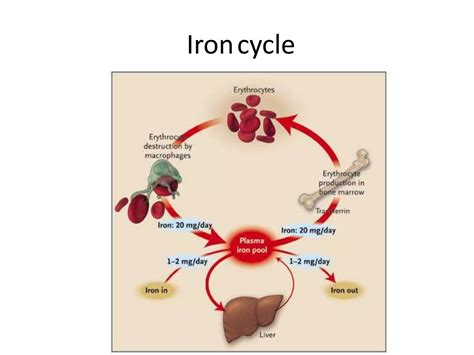 iron deficiency anemia pathogenesis  lab diagnosis pptx