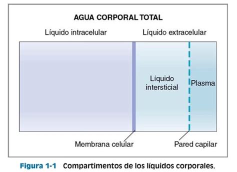 Fichas de aprendizaje GUÍA FISIOLOGÍA Quizlet