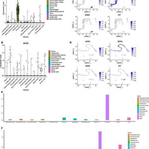 ScRNAseq Analysis Of ACE2 In Human Testicular Cells A Expression