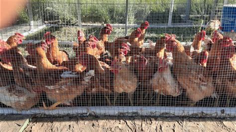 Raising Freedom Ranger Chickens Youtube