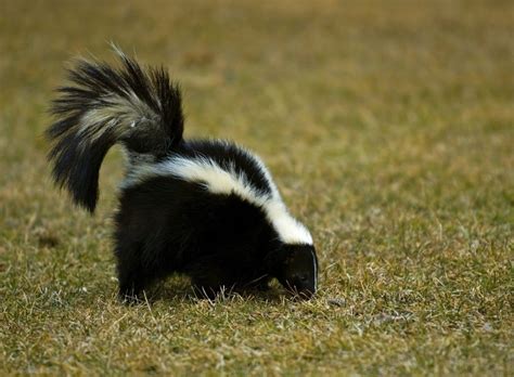 Places Skunks Live Hide Catseye Pest Control