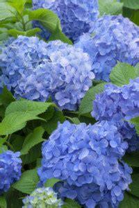 Hydrangea Fertilizer Tips & Program |Master Plant-Prod Inc.