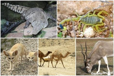 Animales que viven en el desierto y sus características