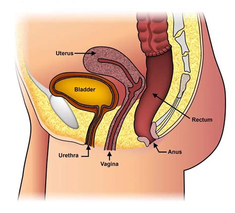 Laparoscopic Pelvic Floor Repair Rectal Prolapse Rectal Human