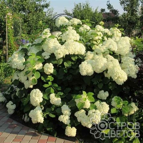 Гортензия Грандифлора | Купить саженцы Hydrangea arborescens ...