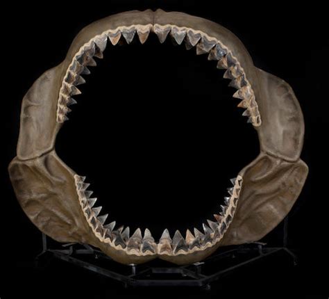 Are these shark teeth fossils? - Fossil ID - The Fossil Forum