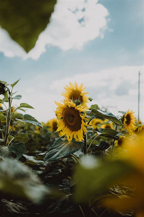 Sunflower Petals Yellow Leaves Hd Phone Wallpaper Peakpx