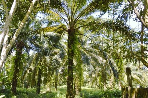 Corozo Propiedades Beneficios Fruta Variedades Y M S