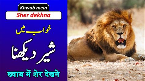 Lion In Dream Khwab Me Sher Dekhne Ki Tabeer Khwabon Ki Tabeer