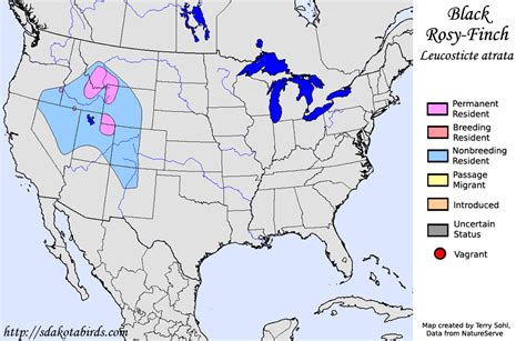 Black Rosy-Finch - Species Range Map