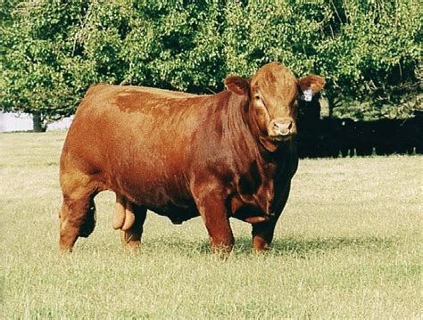 Weekly genetics review: Which breed dominates beef production in the ...