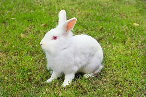 New Zealand Rabbit: Breed Info, Pictures, Temperament & Traits | Hepper