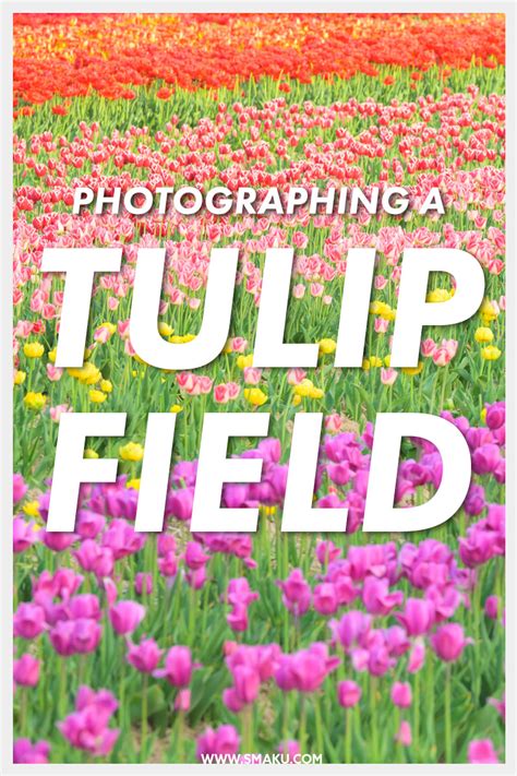 Tulip Field Photography – Taku Kumabe Photography and Design