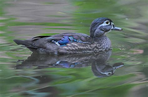 Aix sponsa Pato de la Florida Pato joyuyo Guía de aves en Waste Magazine