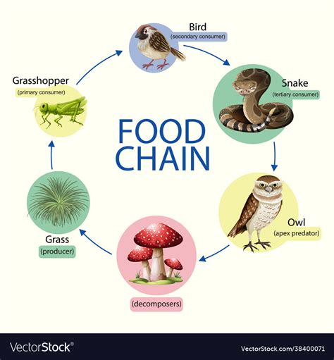 Food chain diagram concept Royalty Free Vector Image