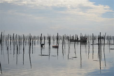 Huîtres d Irlande voyage entre le Bassin et l Île Verte Bassin d