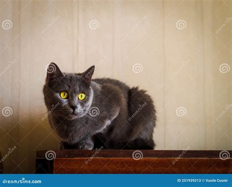 Aspecto Impresionado De Un Gato De Ojos Amarillos Imagen De Archivo