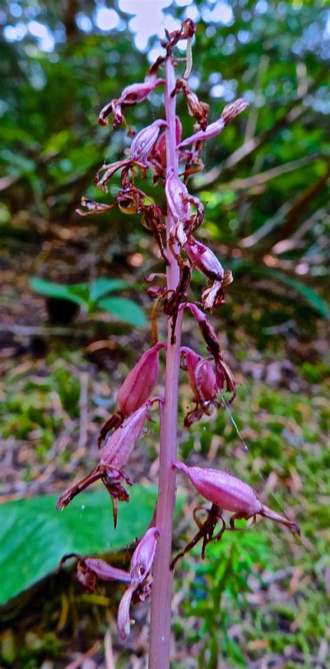 Spotted Coral Root Peter Stevens Flickr