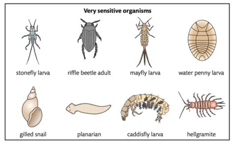 conservation  biodiversity flashcards quizlet