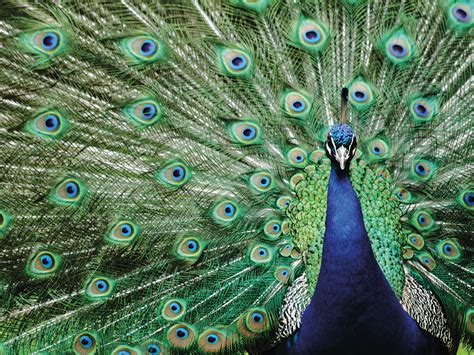 DP Gallery's Blue Eyes Peacock Canvas Prints For Sale | Fine Art Canvas ...