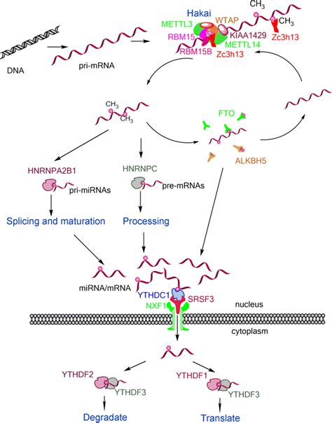 Biological Process Of M⁶a Modification In The Nucleus Dna Is