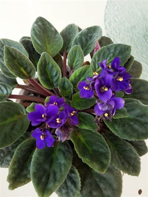 African Violets Care Guide | African violet care, African violets ...