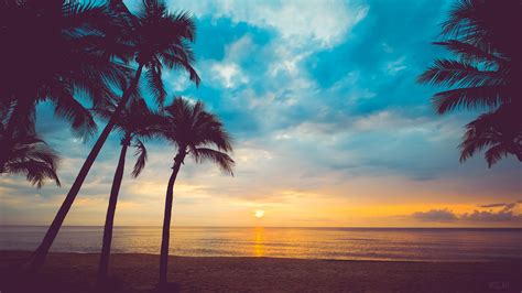 Cloud Horizon Nature Ocean Palm Tree 4k HD Wallpaper Rare Gallery