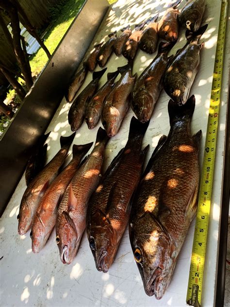 Gallery - Apollo Beach Fishing Charters