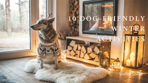 10 Dog-Friendly Winter Activities – Sniffer Blog