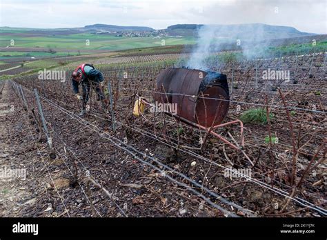 Travail Hivernal Du Vigneron Dans Ses Vignes Il Coupe Les Sarments