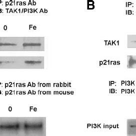 Co Immunoprecipitation Analysis Demonstrates Physical Interactions