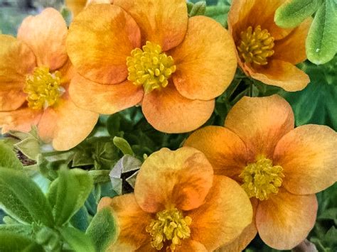 Лапчатка Оранж Стар (Orange Star) - саженцы купить в Минске, доставка ...