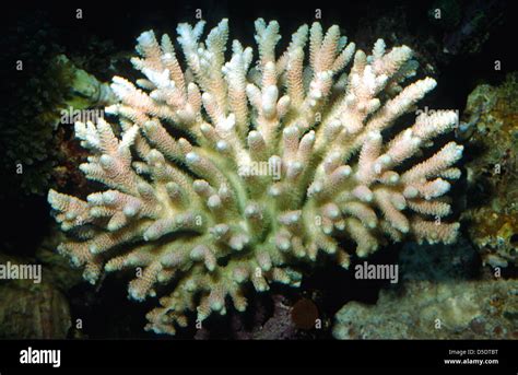 hard coral acropora sp acroporidae stock photo royalty  image