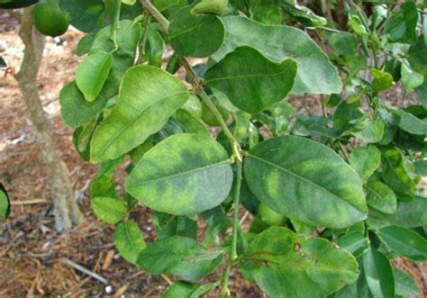 Citrus Huanglongbing Greening