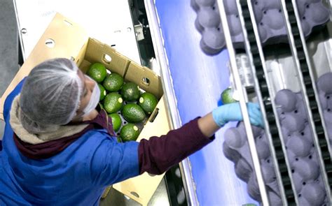 M Xico Identifica Aguacates Criollos Con Potencial De Exportaci N