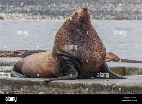 Bull sea lion hi-res stock photography and images - Alamy