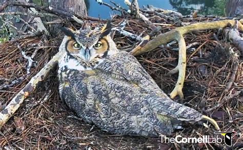 Will The Next Egg Hatch Livestream Drama In Great Horned Owl Nest