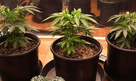 What Pot Size Is The Best For Growing An Autoflower