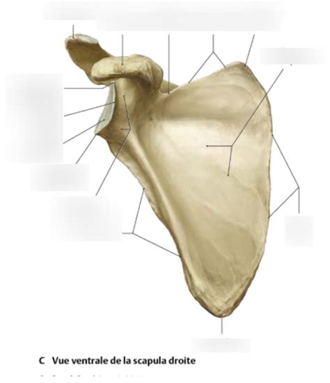 Scapula Vue Ventrale Diagram Quizlet