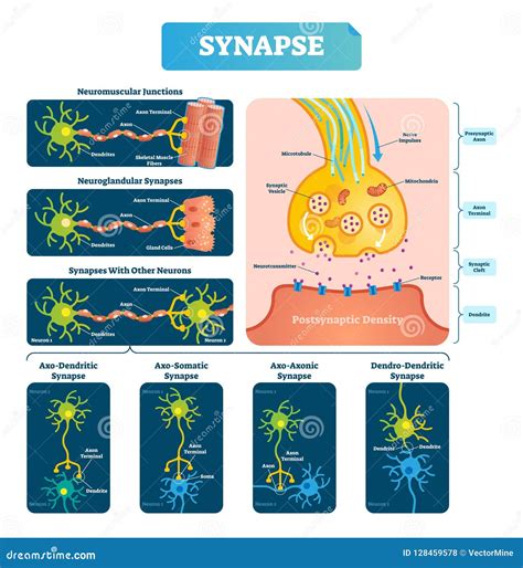 Ejemplo Del Vector De La Sinapsis Diagrama Etiquetado Con Ejemplo