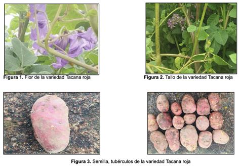 Caracterizaci N Del Comportamiento Agron Mico De Cuatro Accesiones De