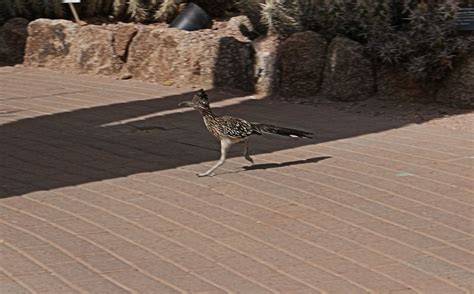 Phoenix Daily Photo: Roadrunner