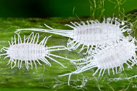 Ma mamie utilisait ces 4 méthodes naturelles mais radicales pour