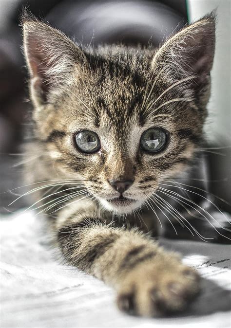 kitten, cat, cute, pet, animal, kitty, domestic, young, fur, portrait ...