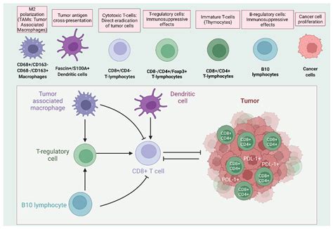 Ijms Free Full Text Unraveling The Immune Microenvironment Of