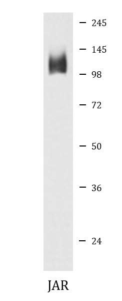 Anti CD107b LAMP2A Antibody ARG41506 Arigo Biolaboratories